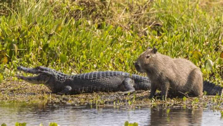 Capybara Actor: The Unlikely Star of the Animal Kingdom
