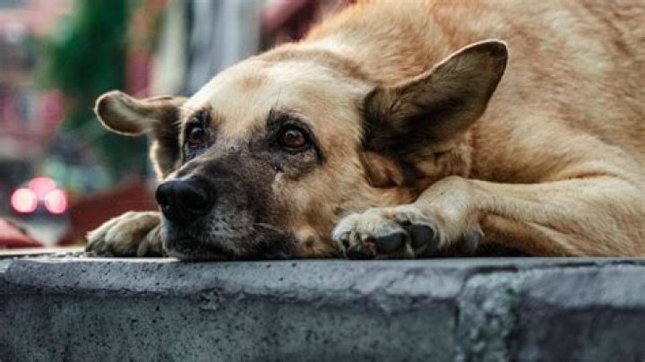 IMSkirby Dog Incident: A Comprehensive Look at the Viral Story That Took the Internet by Storm
